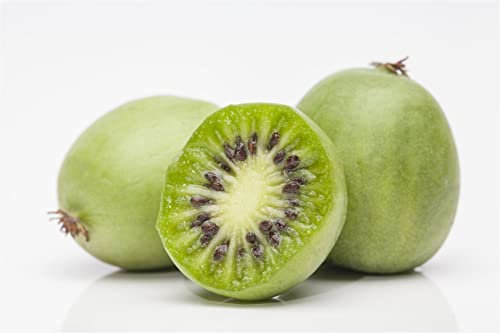 Mini-Kiwi Actinidia arguta Kiwibeere 150-200 cm Kletterpflanze winterhart