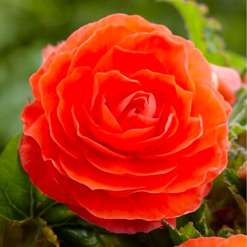 Bulbos de BEGONIA | Bulbos de los mejores productores holandeses | Selección exclusiva y control de calidad | Floración garantizada. (3 Bulbos de Begonia Doble Naranja)