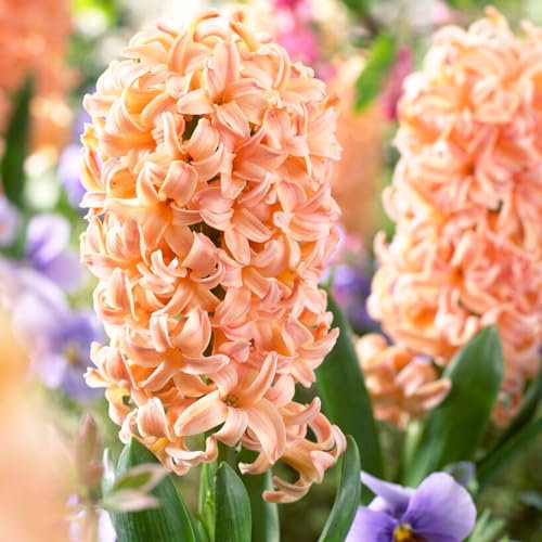 Bulbi Fiori Perenni da Esterno - 15 Bulbi Giacinto Gipsy Queen - Piante e fiori esclusivi dall’Olanda - 3 varietà profumate - per giardino, vasi e balcone (non semi, non artificiali)