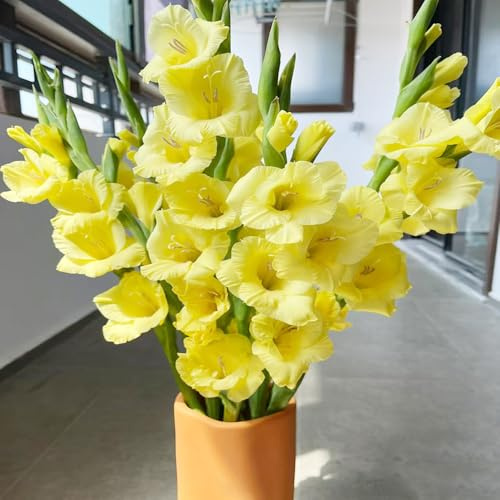 gladiolen pflanztopf steingartenpflanzen hochbeet balkon dekopflanzen bonsai blumenzwiebeln mehrjährig winterhart garten deko büro büropflanzen zimmerpflanzen 12zwiebeln