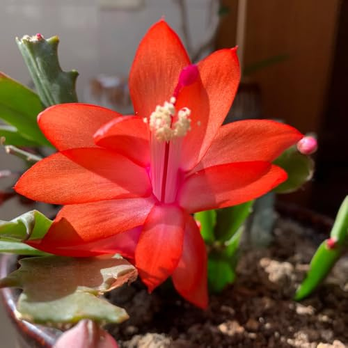 Cactus di Natale Arredamento del soggiorno con rialzata 110semi