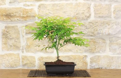 Pre bonsai di Acero Palmato Little Princess