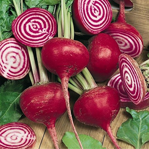 50 CHIOGGIA BETTERAVES GRAINES HEIRLOOM 2018