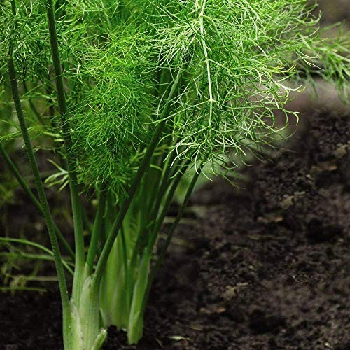 Fennel Herb Seeds Foeniculum vulgare Hardy Perennial Herb Garden Plants Easy to Grow Your Own 1 Packet of 250 Seeds by Thompson and Morgan