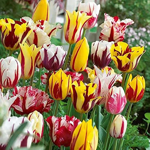 10 Stück Mischung Tulpenzwiebeln mehrjährig winterhart haped wie Kelchblätter geeignet großflächige Bepflanzung Sicht aus der Ferne sehr schön beeindruckend