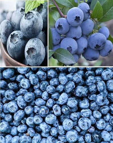 Blueberry 100+ Fresh Seeds Heavy Cropper Fully Hardy