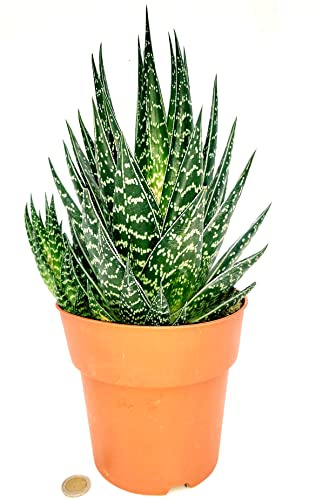 POWERS TO FLOWERS - ALOE TIKI THAI MAXI, VASO 17CM DIAMETRO, pianta vera