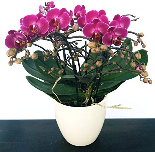 POWERS TO FLOWERS - ORCHIDEA PHALAENOPSIS EXTRA!!! IN VASO CERAMICA BIANCO, pianta vera
