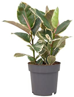 PLNTS - Ficus Tineke (Feigen) - Zimmerpflanze Echt, Nachhaltige Verpackung Gummibaum- Inklusive 27cm Topf - Höhe 100cm - Direkt von der Gärtnerei