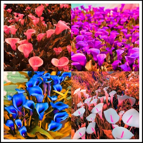 Winterhart pflanzen,Luftreinigung, Lebende Pflanzen,Mysteriöse magische Glühbirne, Blumenzwiebel Mix, Mehrjährige winterhart-2 Calla Lilien zwiebeln