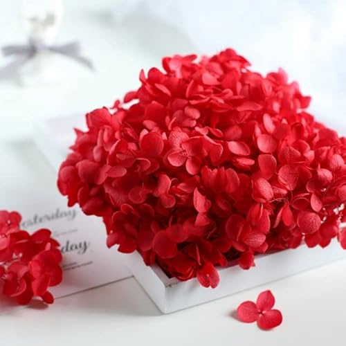 LEEYOX 15 g/Bolsa de Flores secas de Hortensia, Plantas Naturales conservadas, Hojas de Flores Frescas para decoración de Manualidades DIY, Material de Flores eternas