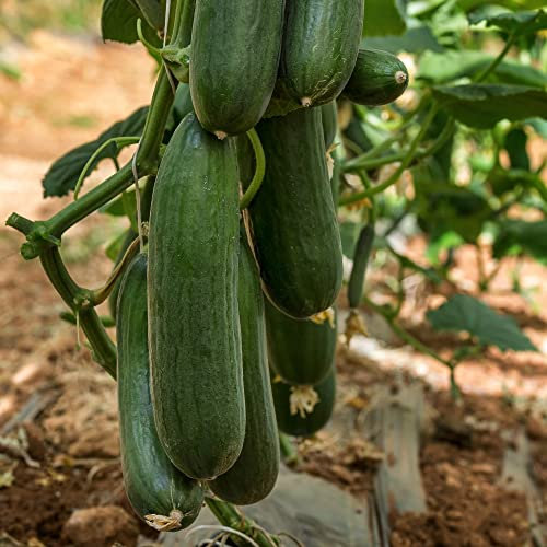 Organic Cucumber Marketmore Half-Hardy Annual 1 x Seed Packet (Approx. 15 Seeds) by Thompson & Morgan
