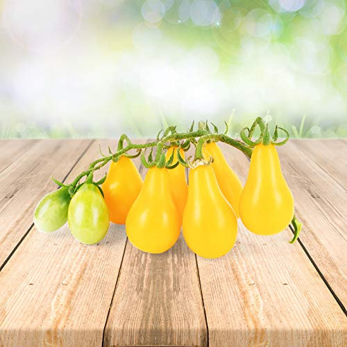 Lot de 25 graines de tomates « poire jaune » du Portugal - Graines 100 % naturelles sans aide chimique à la culture ni génie génétique
