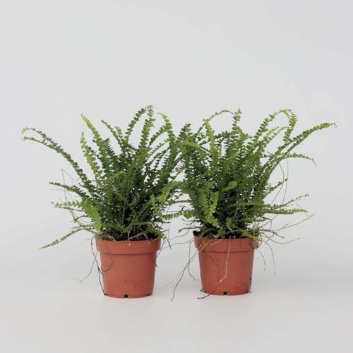 Nephrolepis Duffi - Helecho rizado | 2 piezas - 25-40cm - Ø12cm - Planta de interior - Hojas perennes - Multitrato