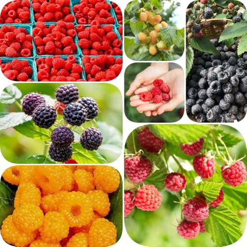 Himbeeren - balkongewächshäuser exotische säulenobst seltene zwergobstbäume winterhart säulenobstbäume steingartenpflanzen balkonpflanzen alte sorten obstbaum obstgarten 300Samen