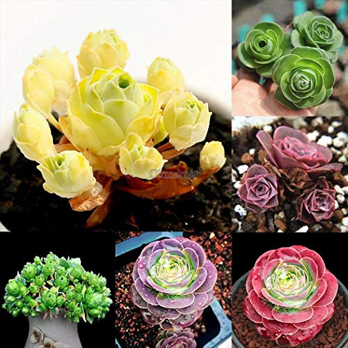 01: 100 piezas The Mountain Rose Aeonium Greenovia Semi Pianta Grassa Fiori Ok 09