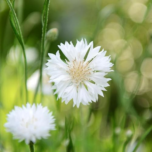 Fiordaliso semi interni bonsái decorazioni interni giardino per esterni giardino semi selvatico 800pcs