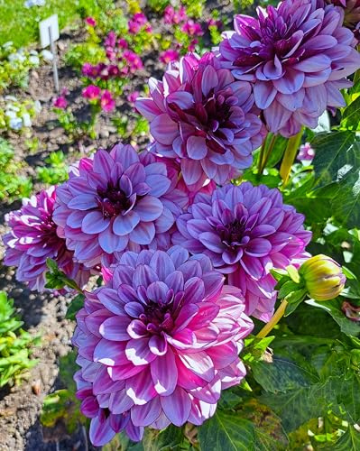 Dahlienknolle : Dahlia - Dahlie Dekodahlie  Crème de Cassis  1 Knolle/Rhizom