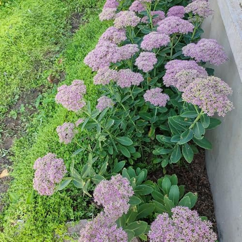 sedum (sedum) silvestres semillas decoración sala estar, jardín Cubresuelos resistentes sostenibles semillas 60semillas