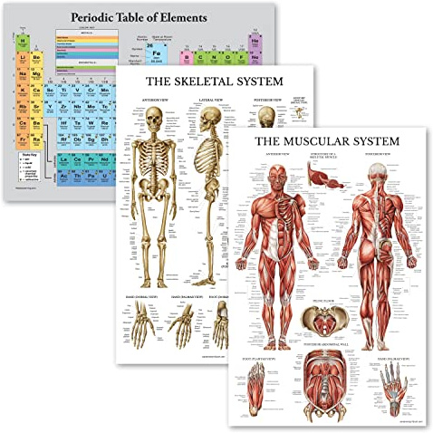 Palace Learning 3 Pack - Periodic Table of the Elements Poster [Grey] + Muscular & Skeletal System Anatomy Charts (LAMINATED, 18 x 24)
