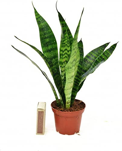 PCMOVILES Sansevieria trifasciata Coral Negro Maceta 8,5cm | Lengua de suegra, Planta purificadora del aire