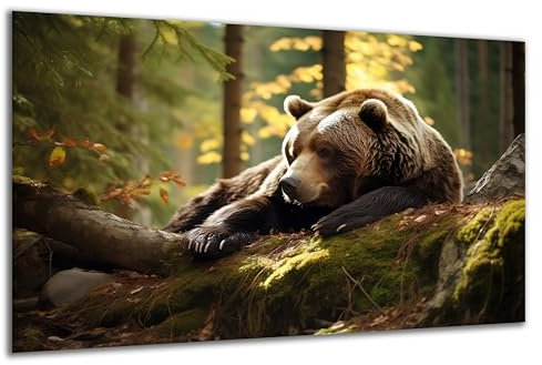 DARO Design - Wand-Bild auf 6mm HDF 40x30 cm brauner Bär im Wald liegend - Wand-Deko Bilder Geschenk