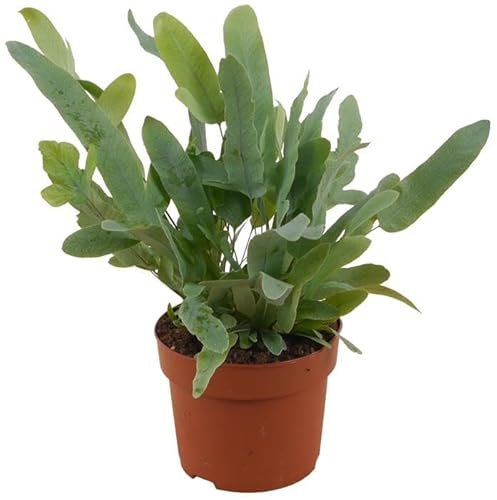 Helecho Phlebodium Blue Star Planta de Interior con Hojas de Textura Aterciopelada