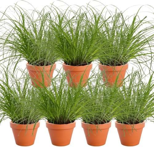 Lot de 7 plantes “Herbe à chat”, +/- 20–30 cm, ø 10–15 cm pot, 7x Herbe à chat pour la maison et le bureau, non toxique & sans danger pour les animaux, qualité du professionnel des plantes
