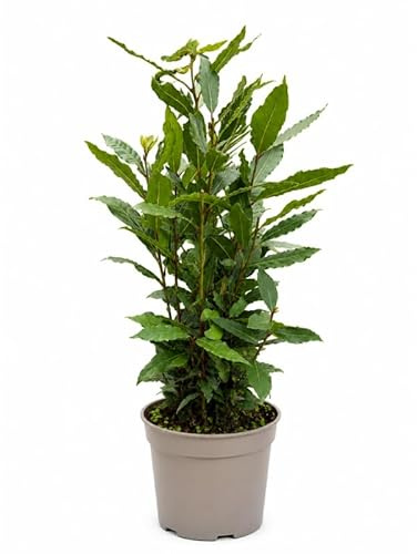 I GIARDINI DI GIULIA - Laurus Nobilis Alloro Piante Aromatiche da Esterno in Vaso D.17 cm, Piante Vere per Balcone, Terrazzo e Giardino, Ornamentali e Profumate