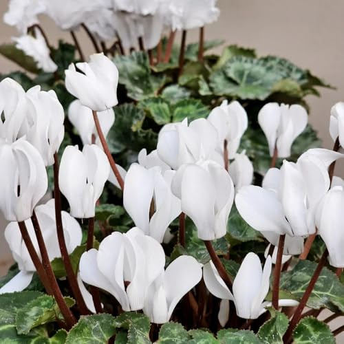Semi di ciclamino, autunnali resistenti decorazione da giardino per esterni regali per gli amanti del giardino da balcone da giardino roccioso giardino 600pcs
