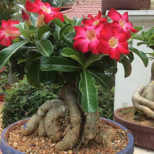 Rosa del Deserto bulbi,piante erbacee Resistenti perenni,Adatto A Primavera E Autunno, Ideale Per La Vista In Giardino,Adenium obesum pianta vera (non artificiali)-1 bulbi-E