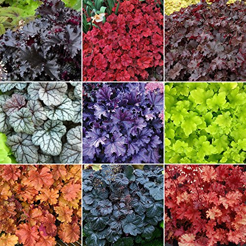 GardenersDream 5 x Mixed Heuchera Plants in Pot - Outdoor Garden Ready Perennial Plants - Colourful All Year Round Outdoor Plant for Gardens, Borders and Containers (15-40 cm incl. 9 cm Pot)