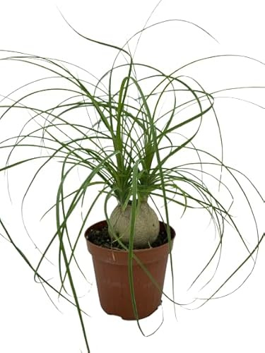 Beucarnea Recurvata Natural Elegante Planta de Interior con Toque Exótico