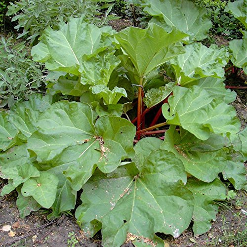 Rhabarber Pflanze The Sutton starkstielige frühe Sorte gesund im 3,5 Liter Topf