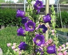 Blue Single Canterbury Bells,Campanula Medium,Cup and Saucer Seeds (300 Seeds)