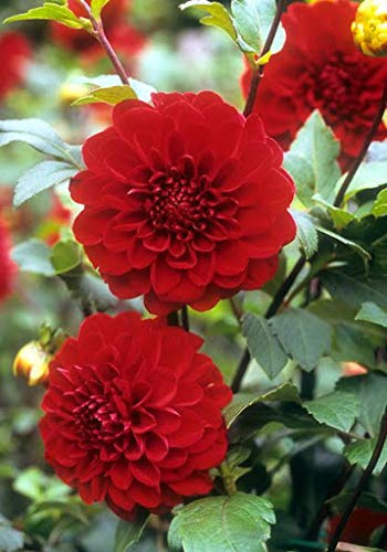 Genipap 40 piezas de semillas de dalia rojas