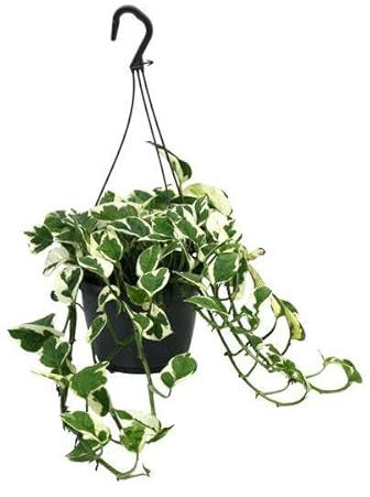 Gefleckte Efeutute - Scindapsus Epipremnum N'Joy - Zimmerpflanze - Ø15cm - 35cm