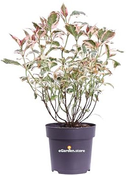 Pianta di Ortensia o Hydrangea Serrata Euphoria Pink pianta ornamentale da esterno balcone terrazzo giardino pianta vera fiore rosa venduta da eGarden.store