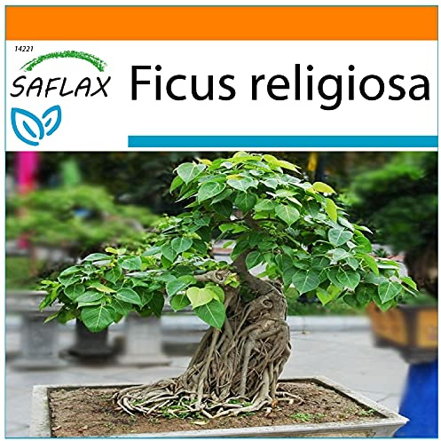 SAFLAX - Garden in the Bag - Bonsai - Buddha-Feige/Bodhi-Baum - 100 Samen - Mit Anzuchtsubstrat im praktischen, selbst aufstellenden Beutel - Ficus religiosa
