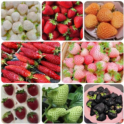 semi di fragola - fragole - da appartamento per luoghi soleggiati fragola sostenibili resistenti in vaso per uso esterno arbusti a crescita da 500semi