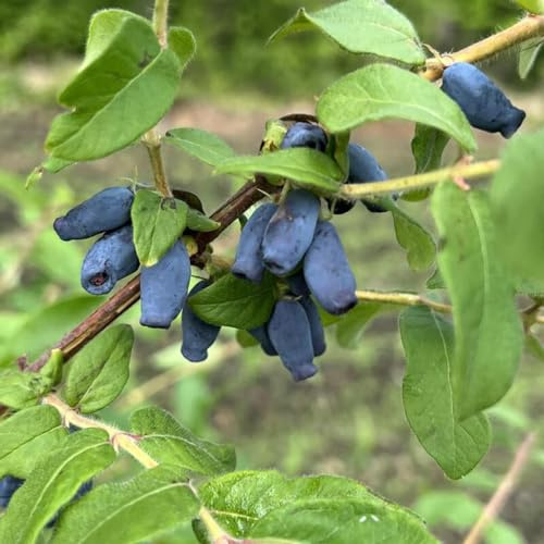 Mirtillo siberiano, mirtillo americano - cespugli di bacche frutteto interno per zone soleggiate balcone esotico a prova d'inverno semi di per la decorazione del 225semi