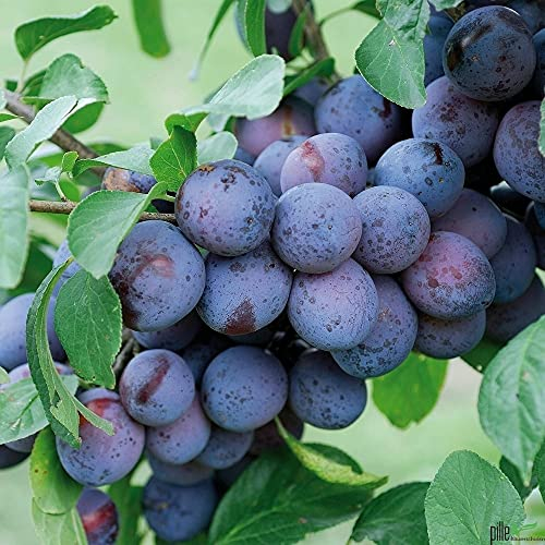 Zwetschge frühreifend Säulenobst Terrassen Obstbaum Spalierobst als Säule wachsend Prunus domestica