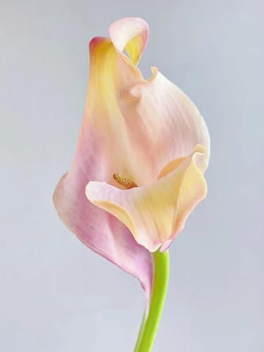 Calla Lily Bulbs Garden Beautiful Now Mixed Crop for Planting Now UK Strong Plants That Grow Well Mix Golden Jade Carving Feels