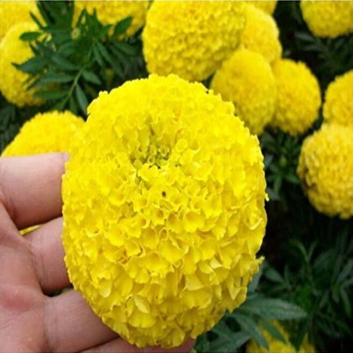 50 Samen/confezione Heißer Verkauf Rare Lila Frauenhaarfarn Samen Blumensamen Topfkräutergarten Calendula Crisantemo Bonsai Samen