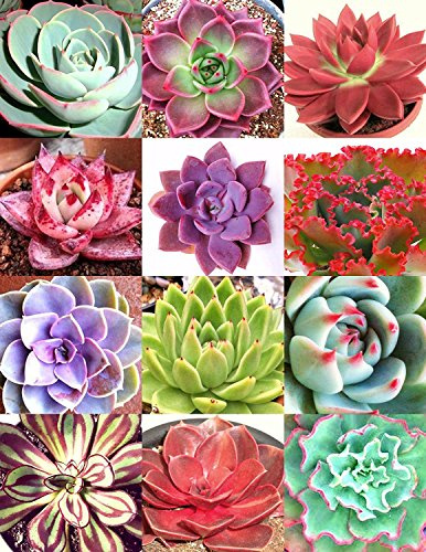 Colore ECHEVERIA Mix, RARA esotica succulenti Hen & PULCINI semi fioritura 50 semi