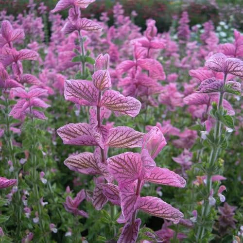 Plant World Seeds - Salvia Viridis 'Pink Sundae' Seeds (Annual Flower Seeds)