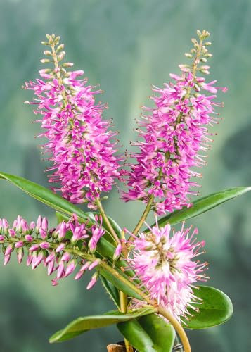 [x1] Hebe Wiri Dawn | Hardy Evergreen Garden Shrubs | Colourful Lilac-Pink Flowers | P9