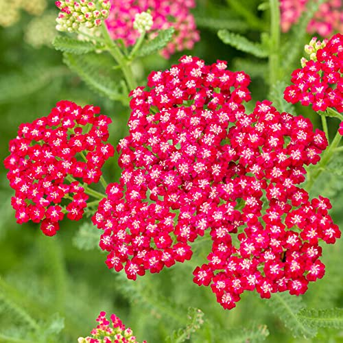 Achillea New Vintage Red Yarrow Deciduous Outdoor Perennial Garden Plant in Pot (20-30cm Incl. Pot)