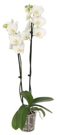 Phalaenopsis Flores Blancas Orquídea Natural para Decorar el Hogar