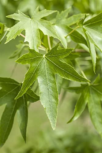 Liquidambar styraciflua 150–175 cm – Winterhart, Mehrjährig, Pflegeleicht – Amerikanischer Amberbaum – Zierbaum für Garten & Einzelstellung